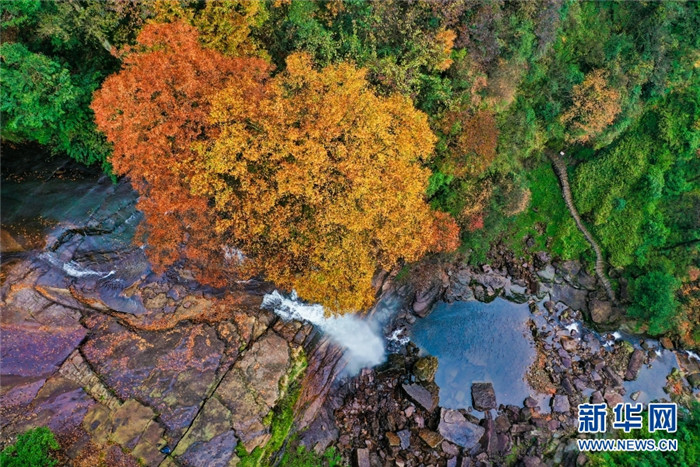 云南省昭通市彝良县小草坝省级风景名胜区，平均海拔1710米，森林覆盖率达78.6%，动植物种类繁多，是大自然的杰作。每到秋末初冬时节，漫山遍野的红叶成为一道壮丽的景观，由于树叶变红的程度不同，呈现五彩斑斓、层林尽染的景象。图为航拍金黄树叶下的瀑布。新华网发（左滨洪 摄）