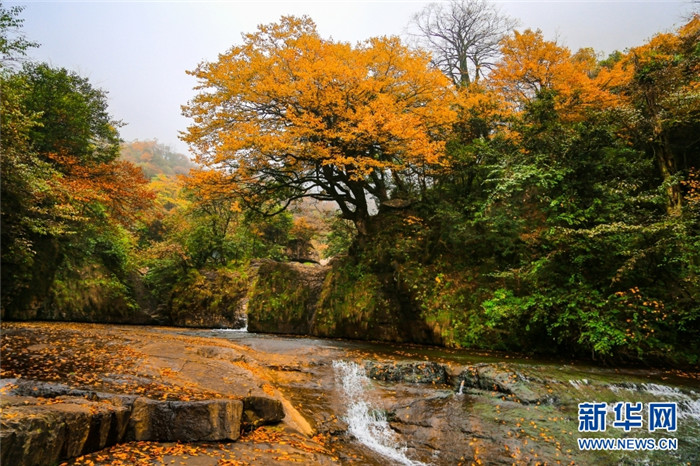 金黄树叶与溪水构成一幅美丽画卷。新华网发（左滨洪 摄）