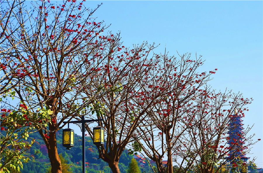 国内其他省的刺桐花一般在春末夏初开，但因纬度、气候、土壤等原因，云南的却在冬天里盛开。