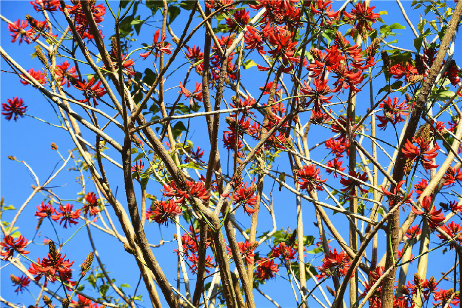 据悉，刺桐是一种树姿优雅的观赏树、庭荫树和行道树，树身高大挺拔，花色殷红。